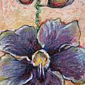 Trumpet Vine